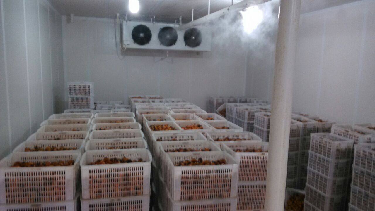 100吨的保鲜库